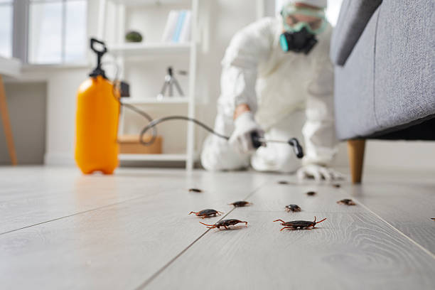 Affordable Termite Control solutions in Ridgeway, VA